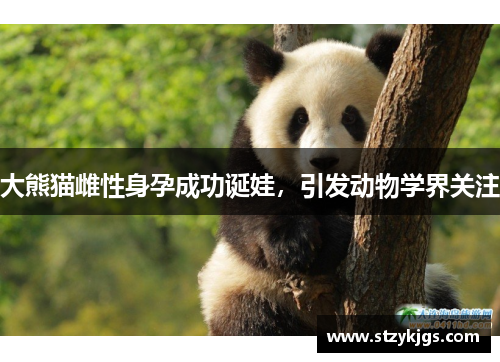 大熊猫雌性身孕成功诞娃，引发动物学界关注